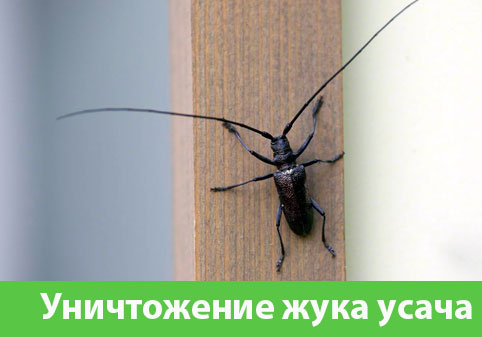 Обработка от жука усача в городе Красногорск