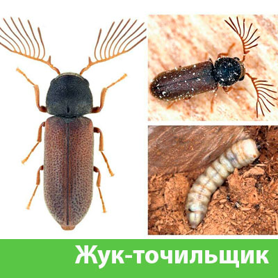 Уничтожение точильщика и личинок в Красногорске