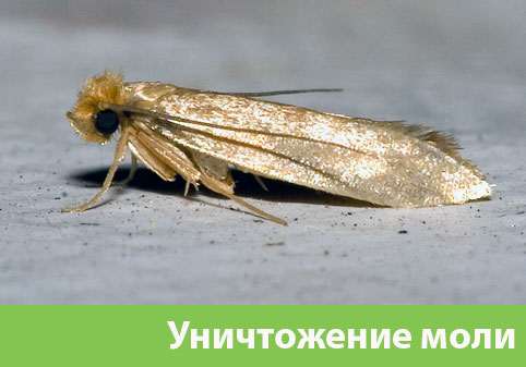 Уничтожение моли в городе Красногорск 